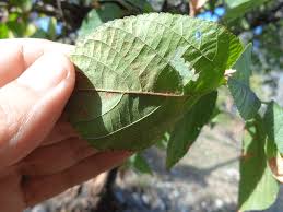 Image result for Grewia retinervis