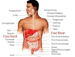 Contoh kosakata bahasa inggris anggota tubuh lengkap dengan contoh dan artinya. Sistem Organ Pengertian Fungsi Anatomi Gambar Contoh Tabel