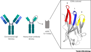 Slaying SARS-CoV-2 One (Single-domain) Antibody at a Time: Trends in  Microbiology
