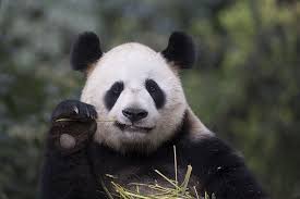 How can pandas eat something they cannot digest? Battle Over When Giant Pandas Started Their Bamboo Diet Heats Up