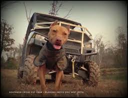 Pin En Hog Dogs Hunting Dogs