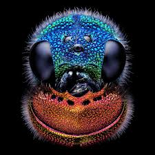 Image result for Entada chrysostachys