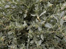 Image result for Atriplex halimus