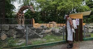 You can spend a whole day here making friends with over 5 go back to nature right here in the city of kuala lumpur! Zoo Negara Facing Financial Crisis Enough Funds To Last Three Months Only Malaysia Malay Mail