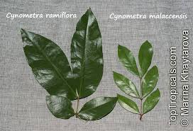 Image result for Cynometra alexandri