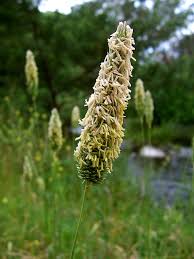 poaceae wikipedia