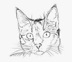 Art cat images black and white. Free Photo Feline Portrait Cat Black And White Kitten Cat Face Line Drawing Transparent Png 640x632 Free Download On Nicepng