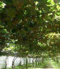 Etude, découverte, comparatif, semis et achat groupé d'environ 125 fruits reproductibles par graines (ne nécessitant pas de greffe), connus ou 10 fructifient en forêt (ombre totale)! Ces 17 Vegetaux Comestibles Que Vous N Avez Probablement Jamais Vus Avant Recolte