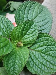 Image result for Schwenckia