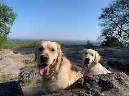 The only exception is if your goldie requires shaving for a medical procedure or due to a severe case of mange that requires shaving for the sake of the dog's health. Liz S Pet Solutions And Grooming Salon Posts Facebook