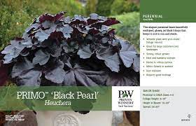 This charming accent provides season spanning foliage color. Heuchera Primo Black Pearl Coral Bells 11x7 Variety Benchcard Proven Winners