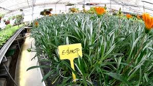 Image result for foto Gazánie