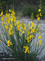 Image result for Spartium