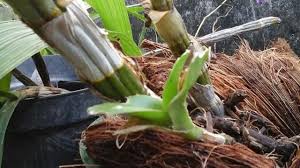 Check spelling or type a new query. Cara Membuat Pot Bunga Anggrek Dari Sabut Kelapa Kering Yang Mudah Dan Ekonomis Ilmubudidaya Com