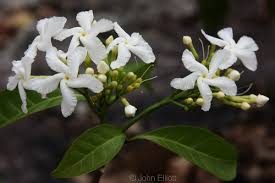 Image result for Tabernaemontana odoratissima