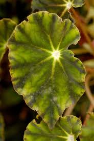 Image result for Begonia oxyloba