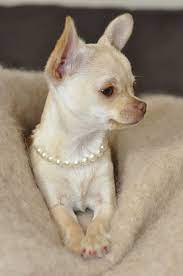 Pin By Naomi Davey On Cute Perros Chihuahua Amo Los Perros Perros Mascotas
