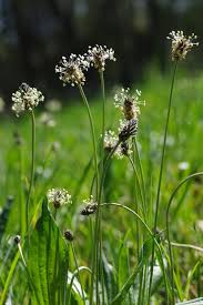 Image result for Empogona lanceolata