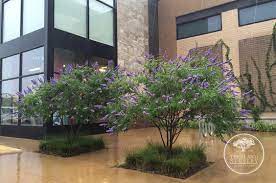 Small tree with purple flowers texas. Vitex Are My Favorite Purple Flowering Tree In Texas
