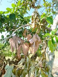 Image result for Volusia amboinensis