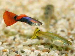 How Do Guppies Get Pregnant Aquariumnexus