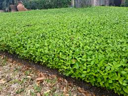 Your guide to planting and weed whacker cam 2 t ground cover you ground covers have many advantages how to prune and control asiatic jasmine vines gardener s path. Asian Jasmine Plants For Houston
