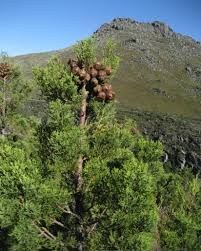 Image result for Widdringtonia