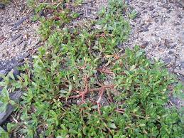 I'm trying to describe the difference between purslane and another garden weed that grows near it that is not succulent but looks very similar to purslane. Purslane Or Spurge Abraham S Blog