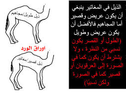 أوراق الورد انواع الابل ملف كامل بالصور