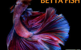 This is a big betta with a lot of energy! King Betta Archives Petsweekly Com