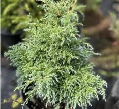 Image result for Leptochloa obtusiflora