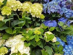 • wenn sich die blätter ihrer hortensie ( hydrangea ) gelb verfärben, kann die ursache ein eisenmangel, auch chlorose genannt, sein. Hortensien Pflanzen Pflegen Schneiden Und Uberwintern