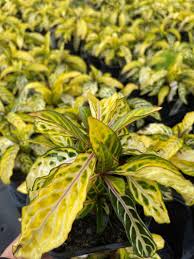 Image result for Sanchezia