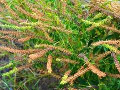 Image result for Ocimum urundense