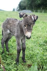 Pin Von Christa Schuett Auf Donkey Niedliche Tiere Tiere Babytiere