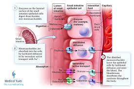 Digestion And Absorption Of Carbohydrates Proteins And Fats Medical Yukti