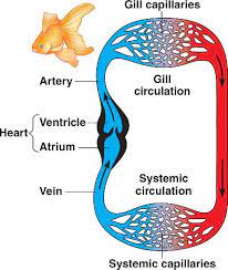 As far as a hot underwater environment all fish have 2 chambered hearts, regardless of the environment. Heart Fish Html 42 04vertcirculatorysyst A Jpg