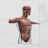 We did not find results for: Anatomy Of Male Muscles In Upper Body Side View Poster Zazzle Com