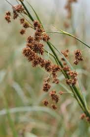 Image result for Cladium mariscus