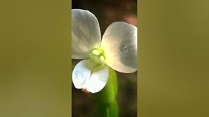 Image result for Canscora alata