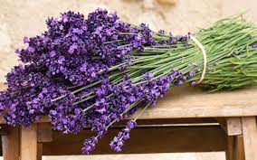 Pin By Judy Smith On Rainbow Of Flowers Flower Backgrounds Lavender Flowers