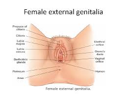 It is the system that allows for pregnancy in women. Maternity Male Reproductive System Consists Of Those Organs