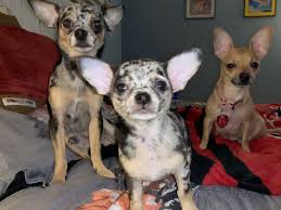 Check spelling or type a new query. Chihuahua Puppies For Sale Hollywood Boulevard Fl 334605