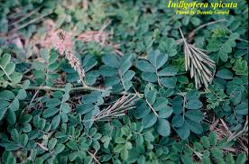 Image result for Indigofera fulvopilosa