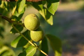 Image result for Walnut blight