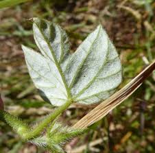 Image result for Ipomoea dichroa