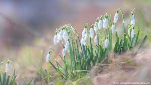 Interesting Facts About Snowdrops Just Fun Facts