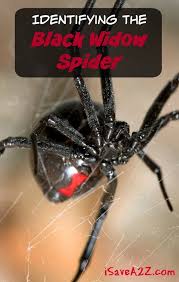 How to control & remove black widow spiders. Identifying The Black Widow Spider Country Living Tips Isavea2z Com