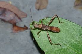 Image result for Burttia prunoides