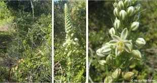 Image result for Albuca nigritana